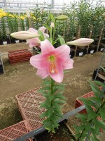 [4127 Dancing Lady Mak No01.JPG]